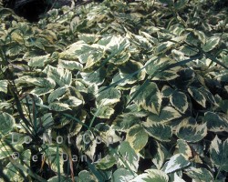 Hostas