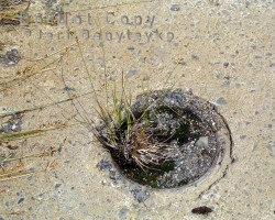 Drain