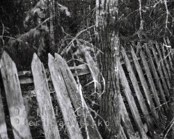 Fence