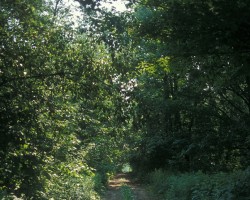 Pathway