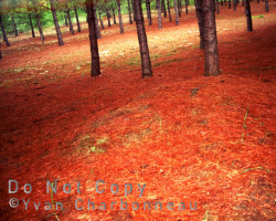In a little twist of irony, the mill site has practically been obliterated by a pine plantation. Mill site