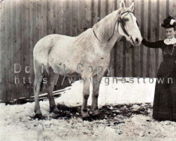 Josphine Plezter with their horse named Uncle Fieldie. ca. early 1900s Photo of horse